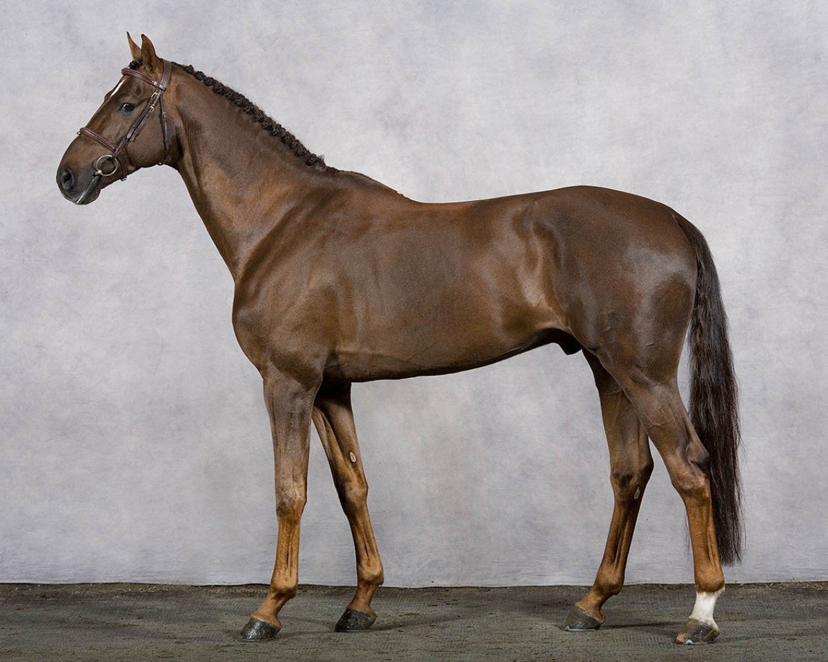 Springpferd Vivaldi K (KWPN (Niederländisches Warmblut), 2002, von Indoctro)