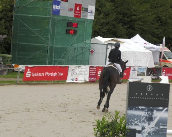 Reitturnier Oberderdingen 2024
