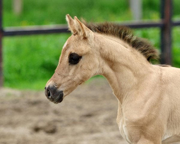 horse Francesca da Rimini (German Riding Pony, 2021, from Für immer Du)