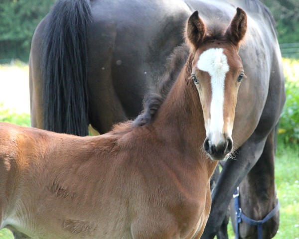 horse Jaimix de Bélhème (Selle Français, 2019, from Querlybet Hero)