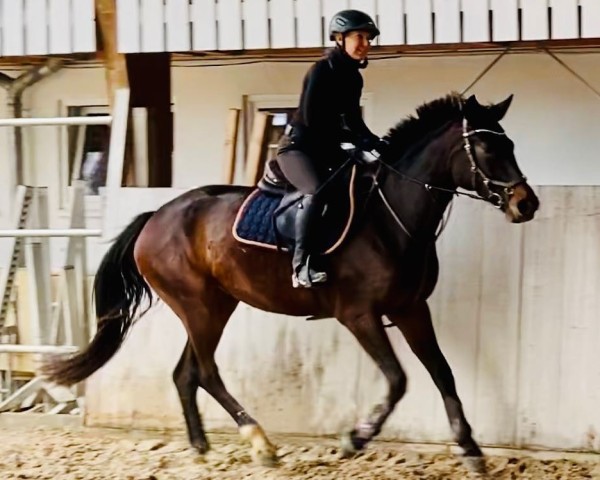 Pferd Babybell TTZ (Deutsches Sportpferd, 2018, von Balou Star)
