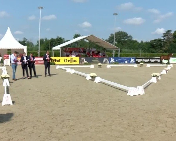 Westfälische Eliteschau für 3- und 4-jährige Reitpferdestuten 2024