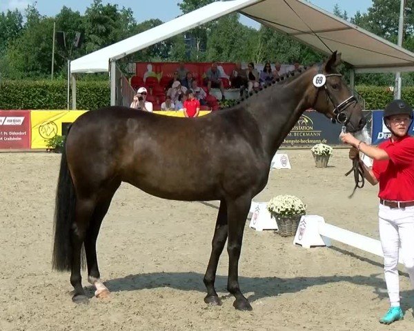 Westfälische Eliteschau für 3- und 4-jährige Reitpferdestuten 2024