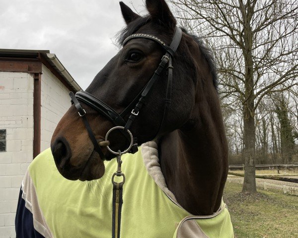 horse Dancing Diamond 36 (Oldenburg, 2015, from Diamond Hit) horse Dancing Diamond 36 (Oldenburg, 2015, from Diamond Hit)