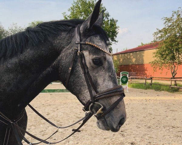 horse Go Gustav 2 (Hanoverian, 2020, from Grey Top)