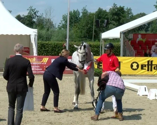 Westfälische Eliteschau für 3- und 4-jährige Reitpferdestuten 2024