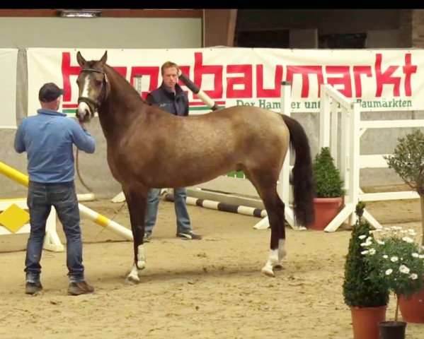 dressage horse Curtis (German Riding Pony, 2011, from FS Champion de Luxe)