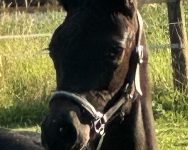 Pferd Diamond's Cool Carl (Westfale, 2024, von Diamantenglanz)