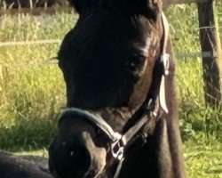 horse Diamond's Cool Carl (Westphalian, 2024, from Diamantenglanz)
