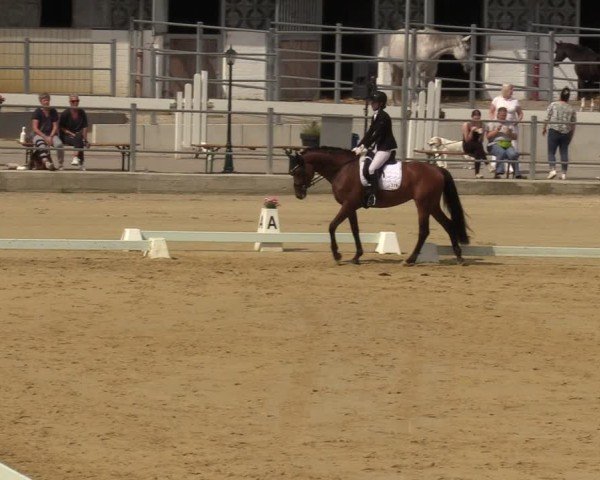 Reitturnier Castrop-Rauxel/Ober-Castrop 2024