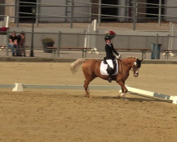 Reitturnier Castrop-Rauxel/Ober-Castrop 2024