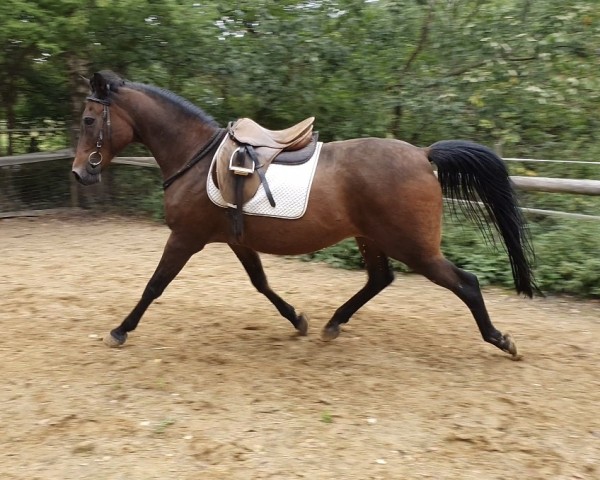 horse Evoli ox (Arabian purebred, 2000, from Weteran ox)