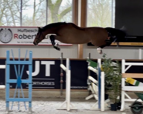 Springpferd Diamants Boy (Westfale, 2020, von Diamant de Casall)