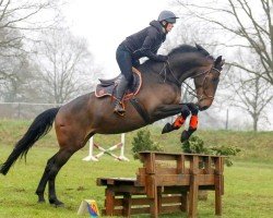 eventing horse Call me Manni (Westphalian, 2018, from Calisto KSH)