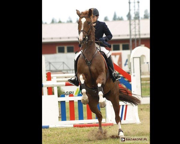 broodmare Izolda (Great Poland (wielkopolska), 1993, from Alger xx)