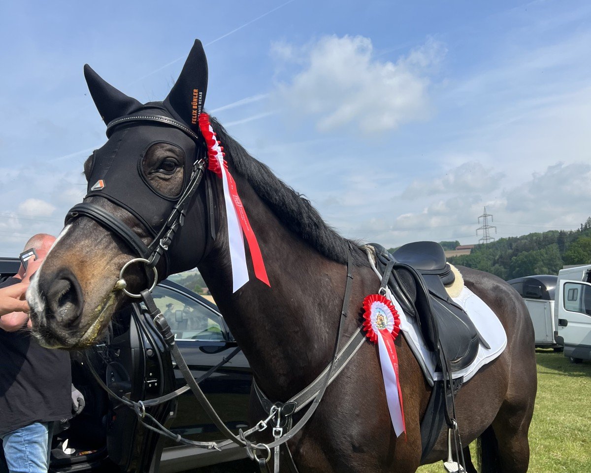 jumper Ravensturm (Thoroughbred, 2012)