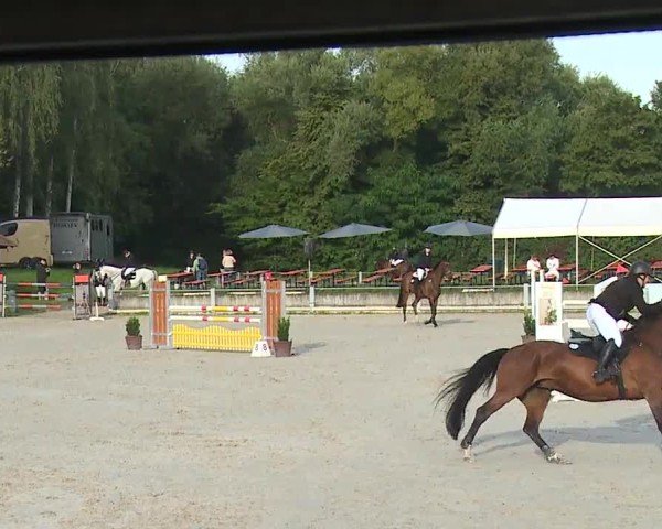 Reitturnier Grafenrheinfeld/Ufr. 2024