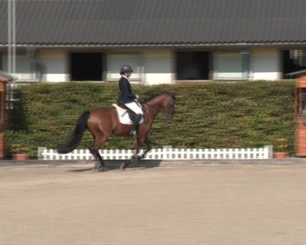 Reitturnier Gerasdorf bei Wien 2024
