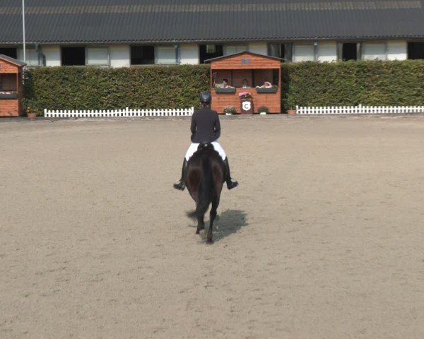 Reitturnier Gerasdorf bei Wien 2024