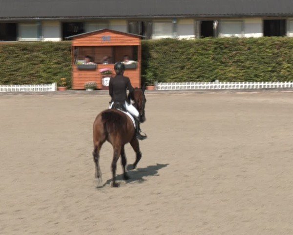 Reitturnier Gerasdorf bei Wien 2024