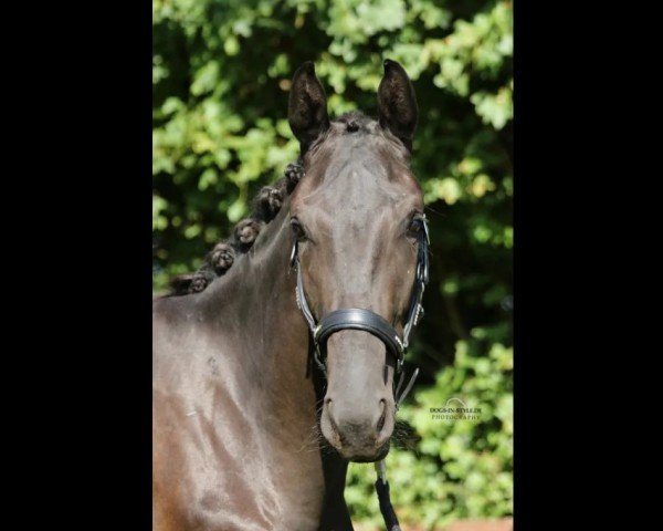 horse Finesse Noire (Westphalian, 2021, from Fürst Wallerstein)