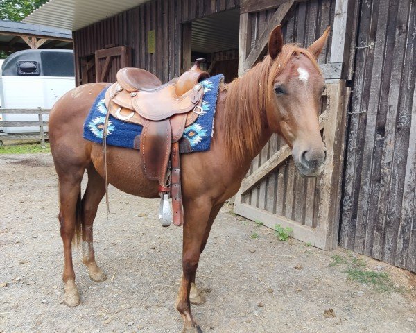 horse MP USS in the House (Quarter Horse, 2022, from USS N Dun It)