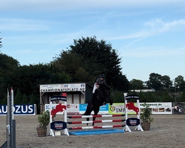 jumper Caline de la Vie M (Oldenburg show jumper, 2020, from Corfu de La Vie)