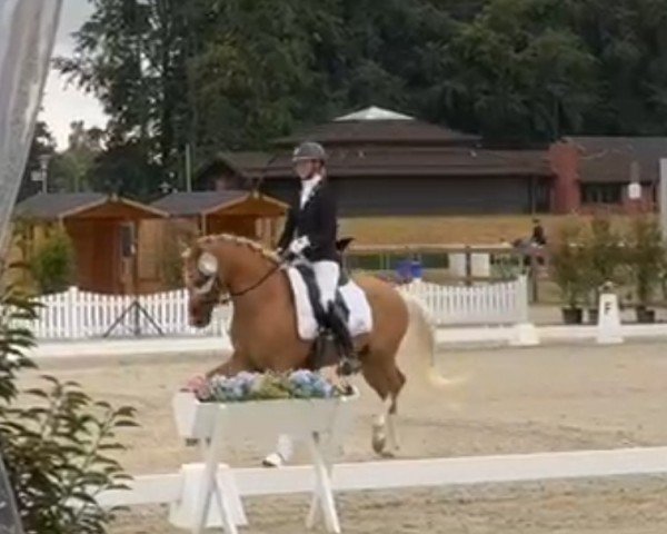 horse Goldwyn 18 (German Riding Pony, 2021, from FS Next Diamond)