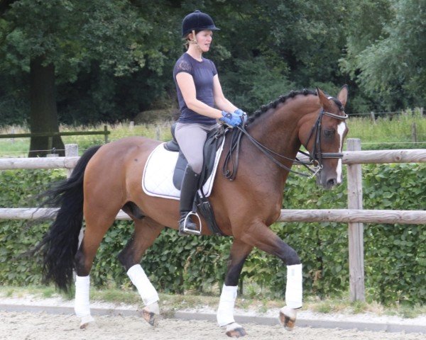 dressage horse Constantin 117 (Westphalian, 2015, from Coal Diamond)