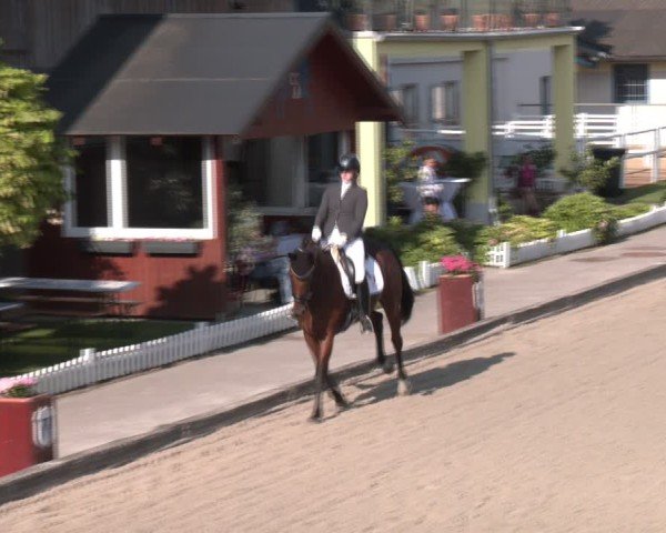 Reitturnier Gerasdorf bei Wien 2024