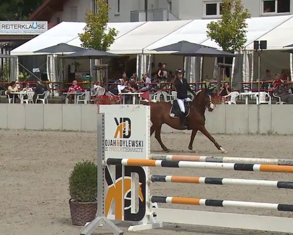 Reitturnier Grafenrheinfeld/Ufr. 2024