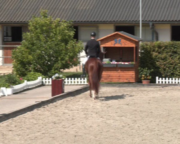 Reitturnier Gerasdorf bei Wien 2024