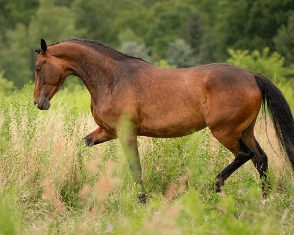 horse Ronya-Royal (German Sport Horse, 2020, from Rubin Royal OLD)