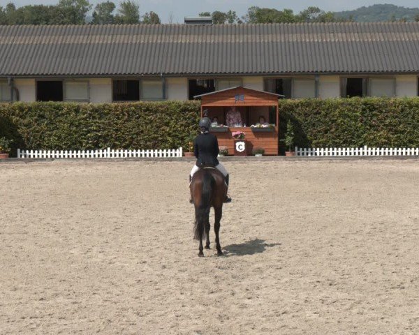 Reitturnier Gerasdorf bei Wien 2024