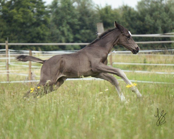 horse Silver Surfer (Westphalian, 2024, from Sir Heinrich OLD)