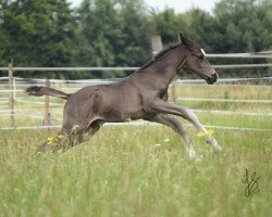 horse Silver Surfer (Westphalian, 2024, from Sir Heinrich OLD)
