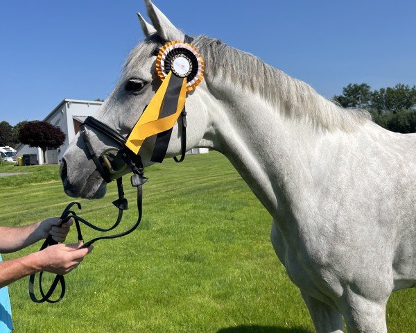 horse Miss Emmy W (Holsteiner, 2019, from Emerald van 't Ruytershof)