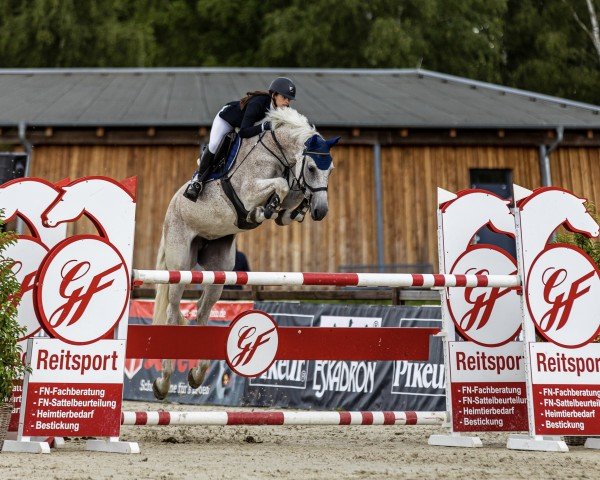 Springpferd Catching Fire 6 (Holsteiner, 2010, von Corrado I)