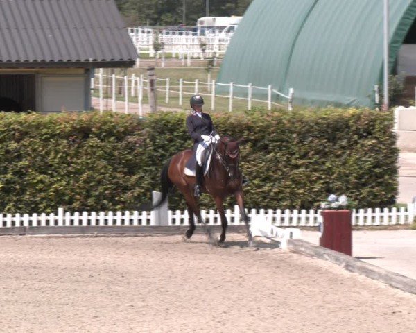 Reitturnier Gerasdorf bei Wien 2024