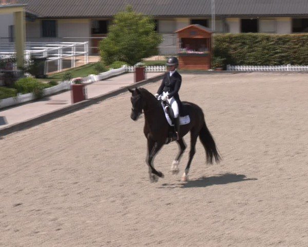 Reitturnier Gerasdorf bei Wien 2024