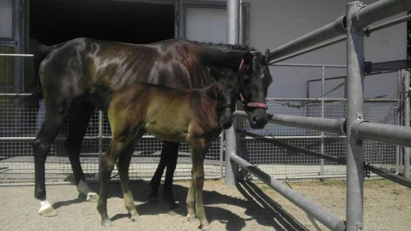 broodmare Saphira (Bavarian,  , from Don Frederico)