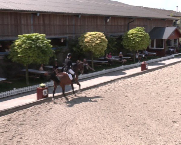 Reitturnier Gerasdorf bei Wien 2024