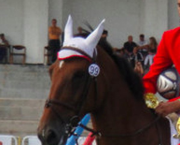 horse Quality Street (Dijital Sanatlar Quality Street) (Oldenburg, 2000, from VDL Groep Calvaro Star)
