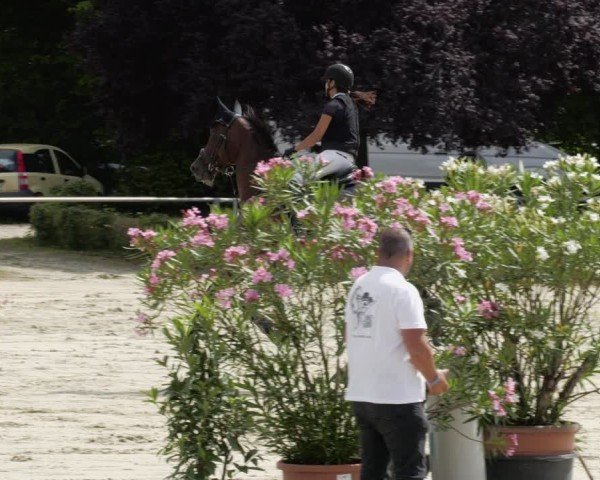 Reitturnier Oberderdingen 2024