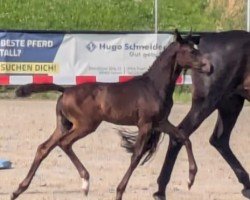 Pferd Danee FL (Westfale, 2024, von Diamantenglanz)