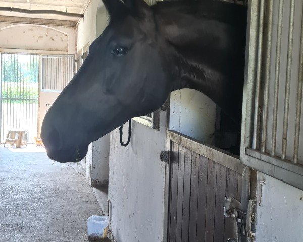 broodmare Roxänne (Westphalian, 2012, from Rock Forever NRW) broodmare Roxänne (Westphalian, 2012, from Rock Forever NRW)