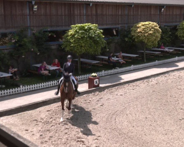 Reitturnier Gerasdorf bei Wien 2024