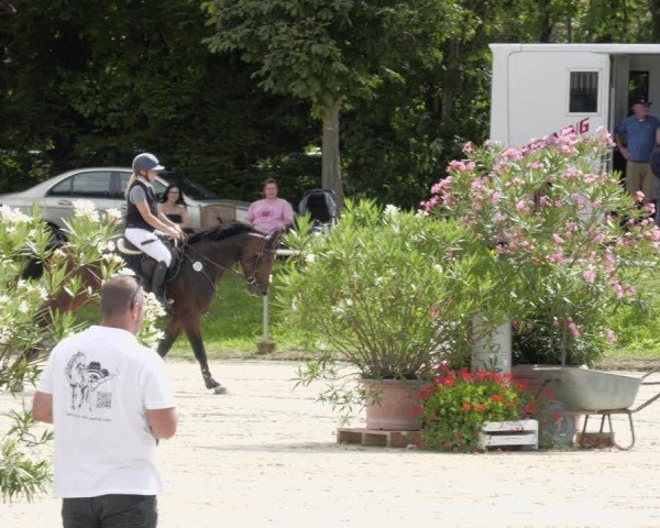 Reitturnier Oberderdingen 2024