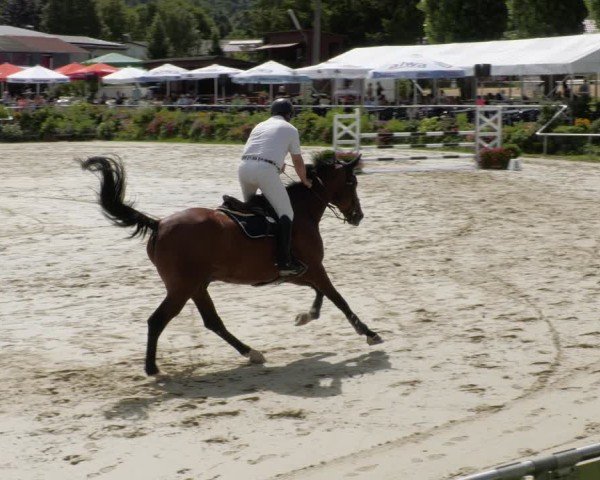 Reitturnier Oberderdingen 2024