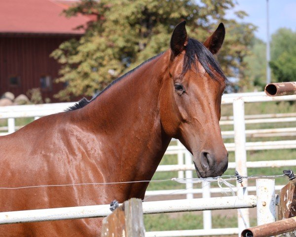 horse Vittorio von Vitalis (Oldenburg, 2019, from Vitalis)